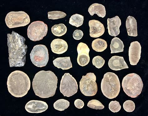 mazon creek fossils for sale|mazon creek fossil permit.